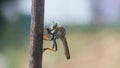 Robberfly, roberfly are eating small insects