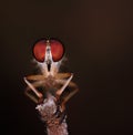 Robberfly (Slightly defocused, soft focus, and close-up shot)