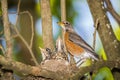 Robbin bird,nest,baby birds,tree,limb, Royalty Free Stock Photo