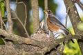 Robbin bird,nest,baby birds,tree,limb, Royalty Free Stock Photo