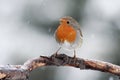 Robbin on a branch