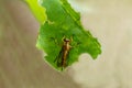 roberfly on green leaf