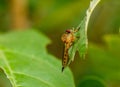 Roberfly on green leaf