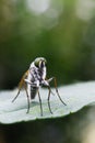 A Roberfly with hair on its body