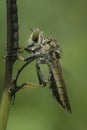 roberfly perched on a branch