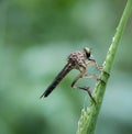 Roberfly perched on a green grass