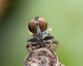 Roberfly