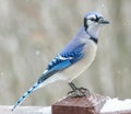 Beautiful colorful Kentucky`s blue jay bird in winter perching on deck urban wildlife photography Royalty Free Stock Photo