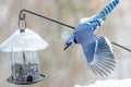 Beautiful colorful Kentucky`s blue ray in winter reaching for a feeder with wing expanded urban wildlife photograph Royalty Free Stock Photo