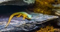 Robert mertens day gecko on a rock in closeup, tropical lizard from comoros, Endangered reptile specie