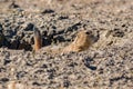 Roberts Prairie Dog Town in Badlands National Park Royalty Free Stock Photo