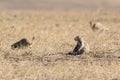 Roberts Prairie Dog Town in Badlands National Park Royalty Free Stock Photo