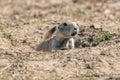 Roberts Prairie Dog Town in Badlands National Park Royalty Free Stock Photo