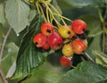 Robertson's Whitebeam Berries Royalty Free Stock Photo