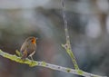 Robin Royalty Free Stock Photo