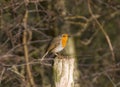 Robin Royalty Free Stock Photo