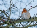 Robin Royalty Free Stock Photo