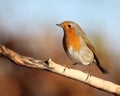 Robin