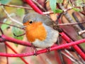 Robin in the autumn forest Royalty Free Stock Photo
