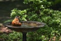 Robin bathing in the birdbath Royalty Free Stock Photo