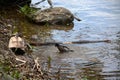 Robin bathing