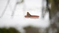 Robin bathing in water on a lawn in winter