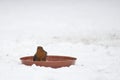 Robin bathing in water on a lawn in winter