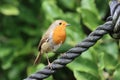 Robin redbreast bird