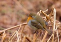 Robin bird Royalty Free Stock Photo