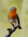 Robin bird Royalty Free Stock Photo