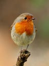 Robin bird Royalty Free Stock Photo