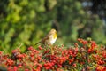 Robin bird in a autumn sitting resting on the bush with red berries and green background during sunny day Royalty Free Stock Photo