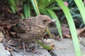 A baby robin in the garden