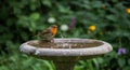 Robin Bird Bathing in Rain Filled Birdbath Royalty Free Stock Photo