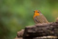 Robin bird behind log
