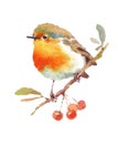 Robin Bird and Berries Watercolor Illustration Hand Drawn