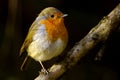 Robin bird on a branch Royalty Free Stock Photo