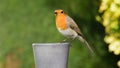 Robin bird close up pecking bird food