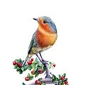 A robin bird with cowberry, cranberry watercolor realistic illustration