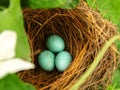 Robin bird eggs Royalty Free Stock Photo