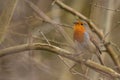 Robin Bird. Erithacus rubecula Royalty Free Stock Photo