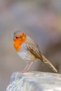 Robin bird or Erithacus rubecula, standing on cliff in the Cactualdea Park in Gran Canaria, Spain Royalty Free Stock Photo