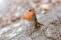 Robin bird or Erithacus rubecula, standing on cliff in the Cactualdea Park in Gran Canaria, Spain Royalty Free Stock Photo