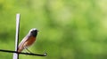 Robin bird. European Robin Redbreast Erithacus rubecula perching on a sunny Spring day green garden out focus bokeh background Royalty Free Stock Photo