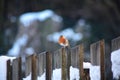 Robin Bird Royalty Free Stock Photo