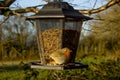 Robin on a bird feeder Royalty Free Stock Photo