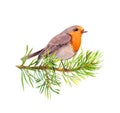 Robin bird on fir tree branch. Watercolor Royalty Free Stock Photo