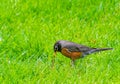 Robin bird  gets a worm Royalty Free Stock Photo