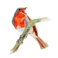 Robin Bird isolated on white background .Robin Bird Hand painted Watercolor illustration.