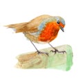 Robin Bird isolated on white background .Robin Bird Hand painted Watercolor illustration. Royalty Free Stock Photo